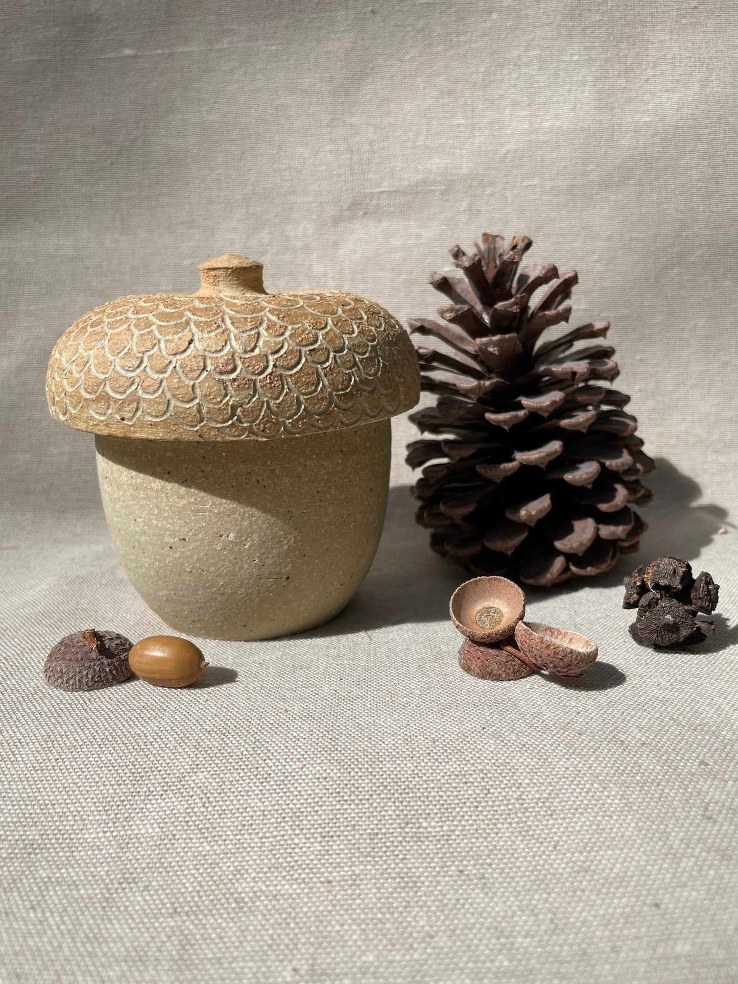 donguri acorn jar